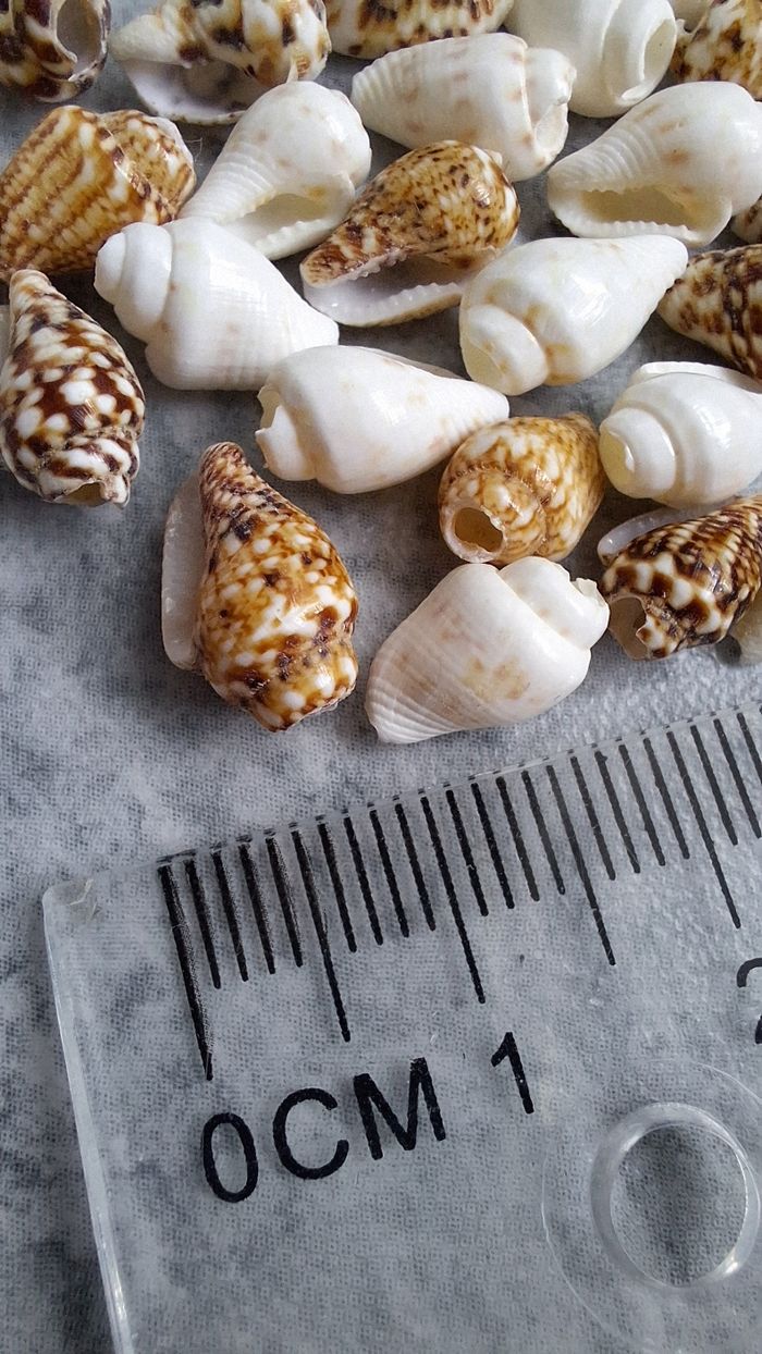 Perles coquillages - photo numéro 2