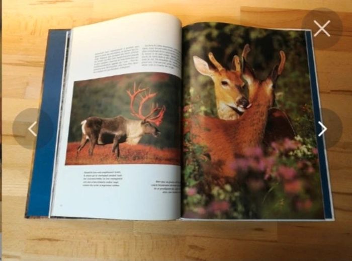 Livre les ruminants sauvages - photo numéro 4