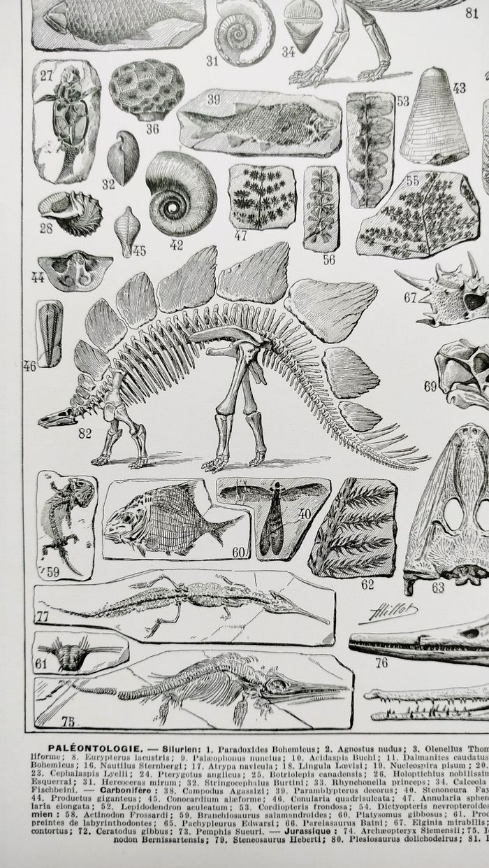 Affiche sur les dinosaures, d'après une lithographie de 1928 - photo numéro 4