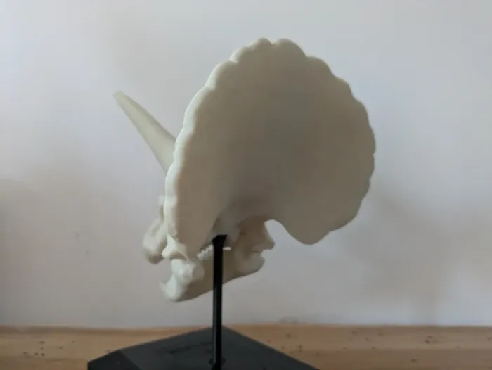 Crâne de triceratops sur socle - photo numéro 15