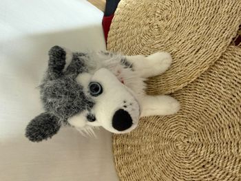 peluche Husky sibérien gris assis souriant réaliste