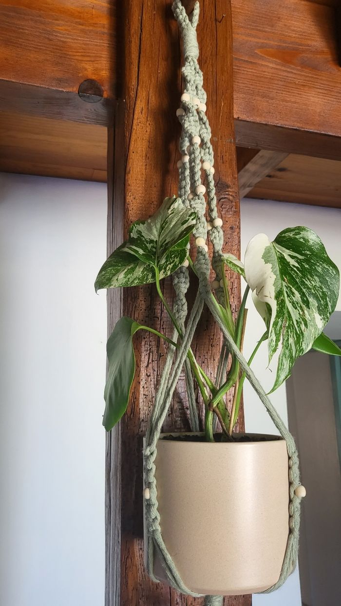 Monstera variegata - photo numéro 3