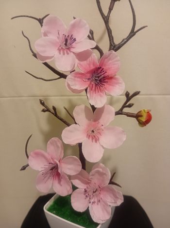 Arbuste fleurs de cerisiers 