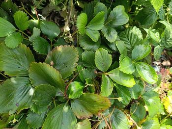 Lot fraisier cirafine