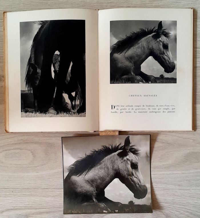 Luc Dietrich - Terre - photo numéro 10