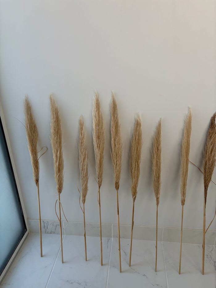 Lot de 13 tige de pampas - photo numéro 2