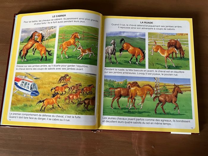 L’imagerie du poney et du cheval  FLEURUS - photo numéro 3