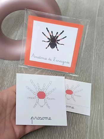 Cartes de nomenclature de l'araignée