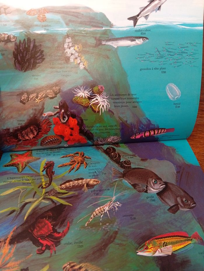 Les animaux des mers profondes - photo numéro 3