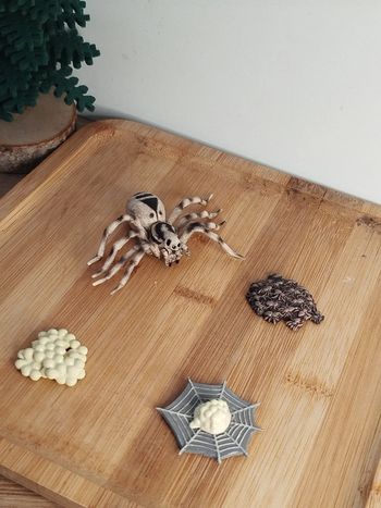 Cycle de vie de l'araignée Figurine Animal de la campagne