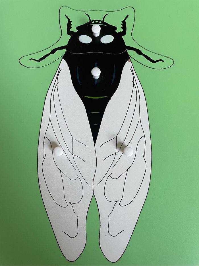 Puzzle Zoologie Montessori: la cigale - photo numéro 2