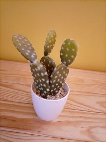 Cactus Opuntia artificiel pot blanc laqué