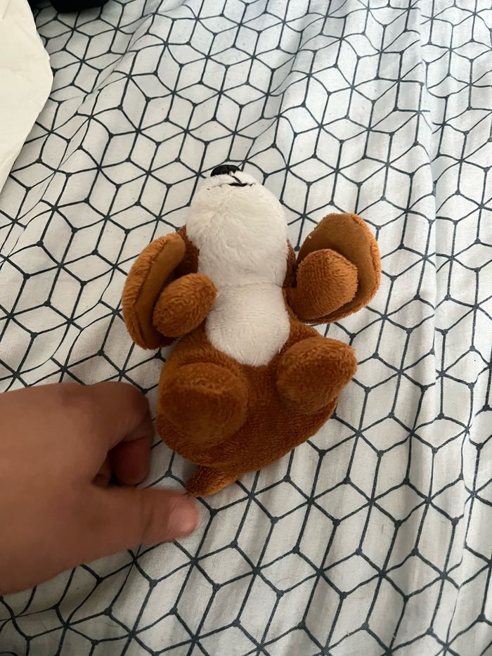 Petit chien - photo numéro 5