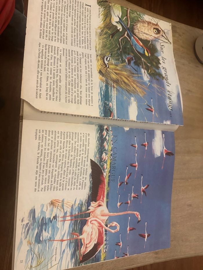 Pierre Probst Jean Dorst - Encyclopédie en couleurs Le monde des oiseaux Hachette - photo numéro 7