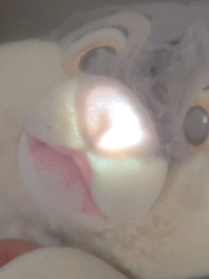 Peluche Panpan Disney Primark assis - photo numéro 8