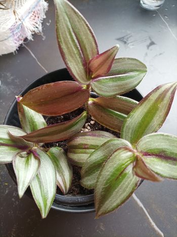 Boutures misère Zebrina lot de 3 boutures 