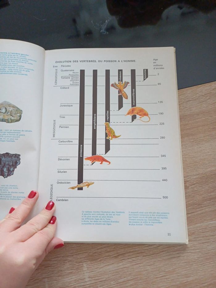 Livre les animaux de la préhistoire - photo numéro 4