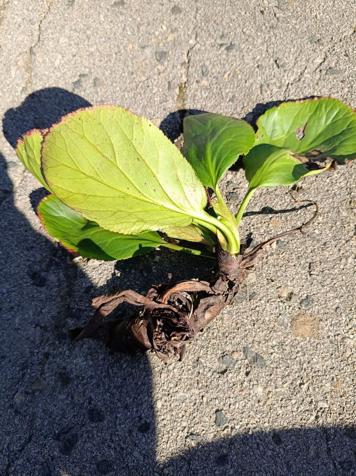 Lot rhizome bergenia - photo numéro 2