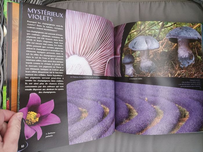 Magnifique livre " les couleurs dans la nature" TBE - photo numéro 7