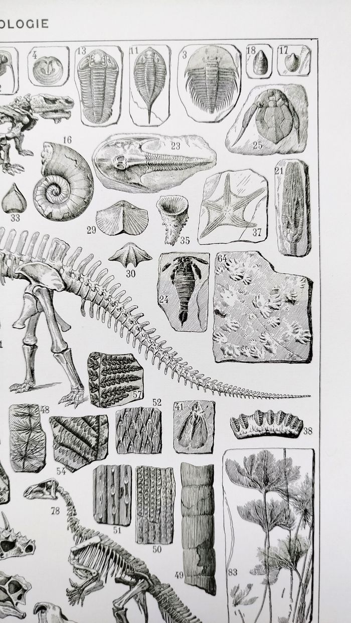 Affiche sur les dinosaures, d'après une lithographie de 1928 - photo numéro 3