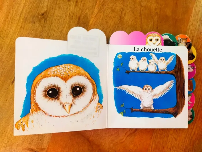 🦉 Les animaux de la nuit 🦝 - photo numéro 3