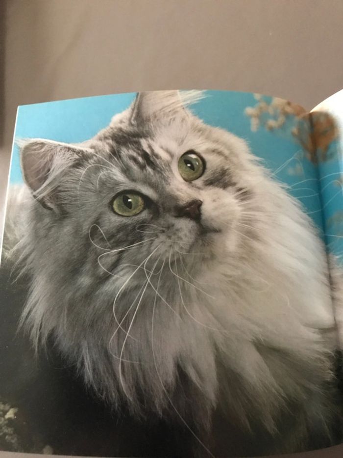 Livre Les chats - photo numéro 4