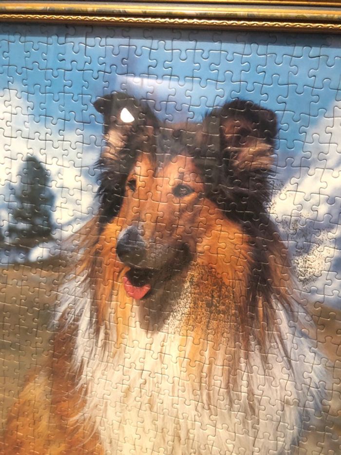 Puzzle chien colley - photo numéro 3