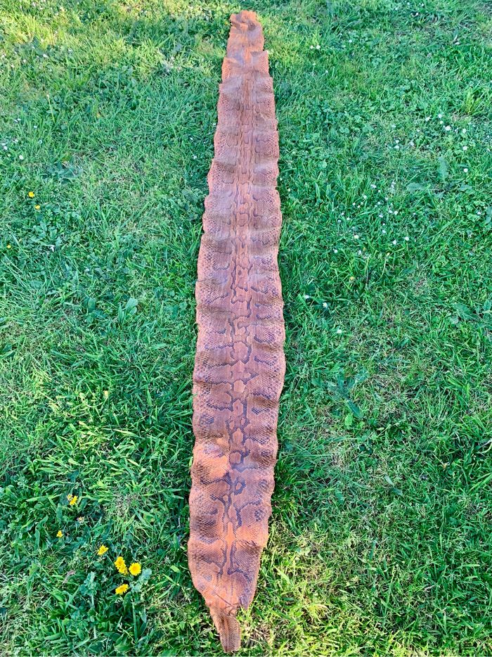 Véritable peau de serpent 🐍 tannée - photo numéro 4