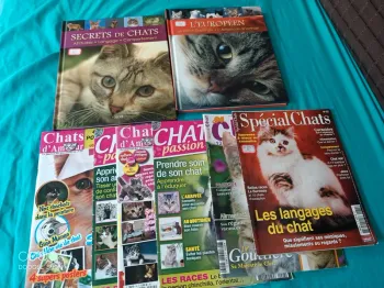 Lot sur les chats