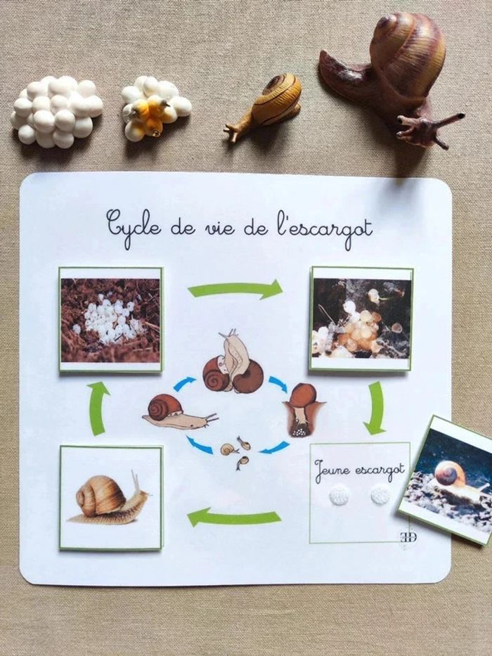 Kit cycle de vie d'un escargot Montessori - photo numéro 2