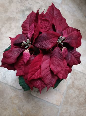 NOËL - Étoile de Noël synthétique 30 cm