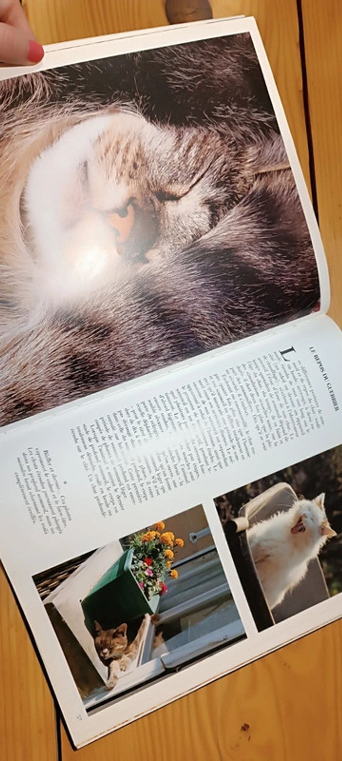 Grand livre sur les chats - photo numéro 4
