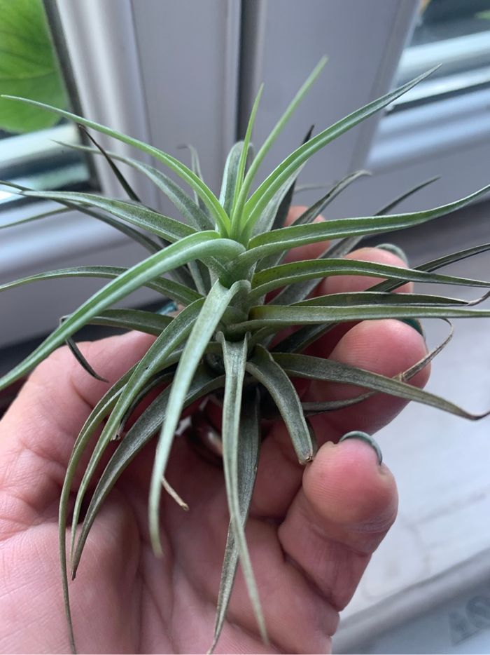 Plante Thilandsias, les filles de l’air, décoration végétale plante
