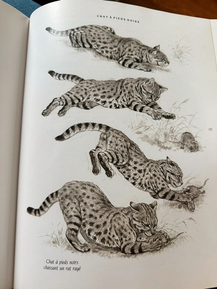 Livre Les Félins Robert Dallet Nathan rares illustrations tigre lion panthère léopard album - photo numéro 7