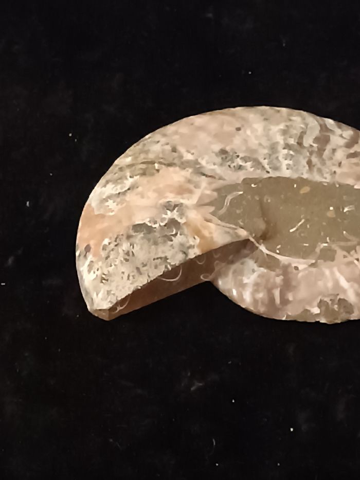 Ammonite - photo numéro 7