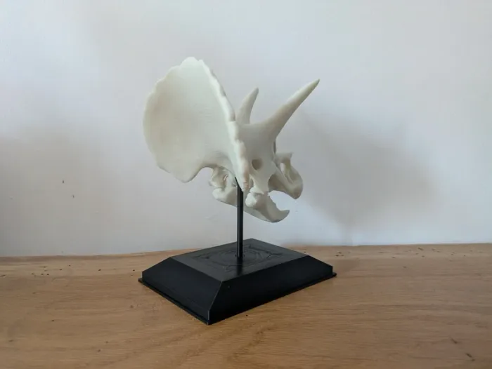 Crâne de triceratops sur socle - photo numéro 7