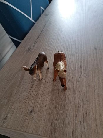 Âne scheilch et Poney