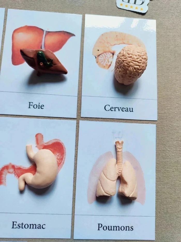 Cartes de nomenclature des organes du corps humain + figurines - photo numéro 4