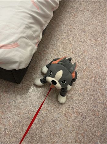 Chien peppy pups