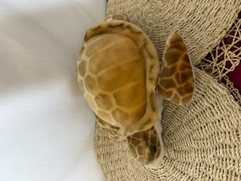 Peluche Tortue Dimensions environ : 35 cm x 24 cm