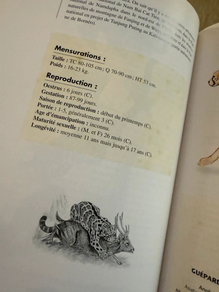 Bibliothèque du naturaliste encyclopédie livre rare Les félins Robert Dallet panthères wwf - photo numéro 13