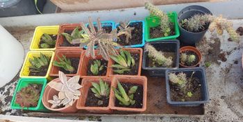 Plante grasse à partir