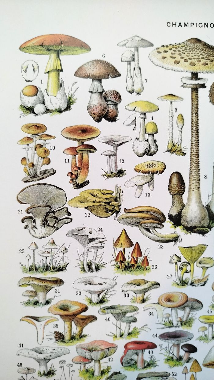 Affiche sur les champignons "amanite", d'après une illustration de 1928 - photo numéro 2