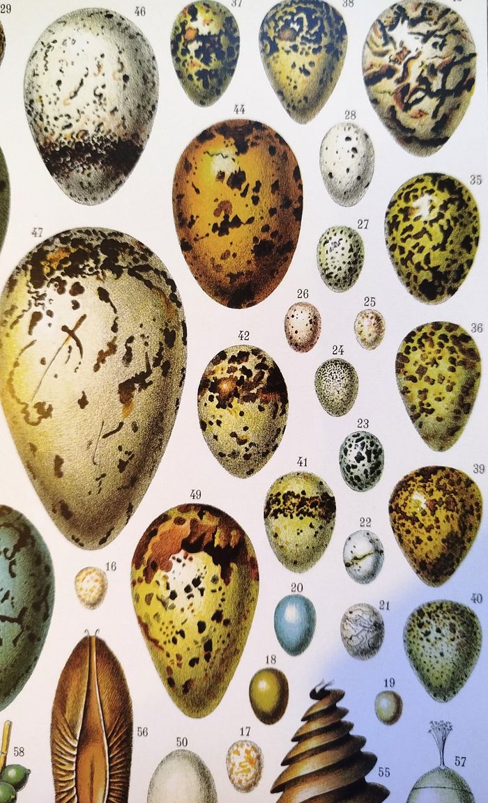 Affiche sur les oeufs, d'après une lithographie de 1928 - photo numéro 3