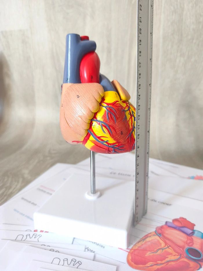 Kit anatomie du coeur - photo numéro 3