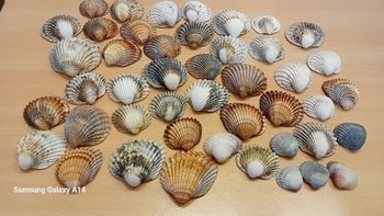 Lot de coquillages