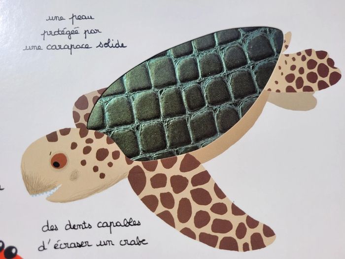 Beau livre animé 🦀 Mes animaux des mers 🐬 à toucher 🦐 Milan Jeunesse (72) - photo numéro 17