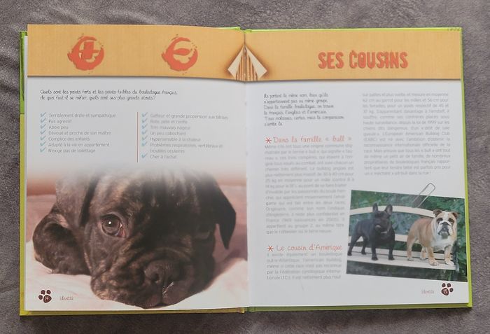 Le bouledogue français Emmanuelle Dal'Secco - photo numéro 3