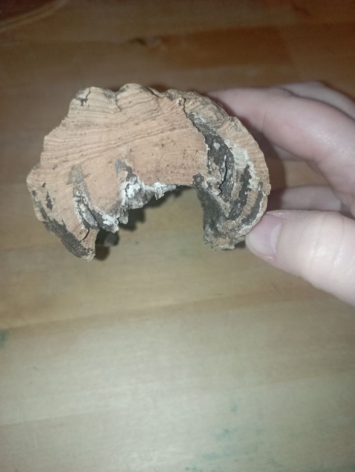 Décoration terrarium - photo numéro 2