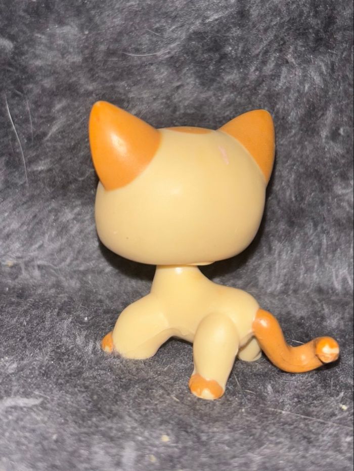 chat européen #1023 - photo numéro 2